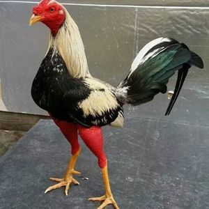 Meet your Posher, Traba